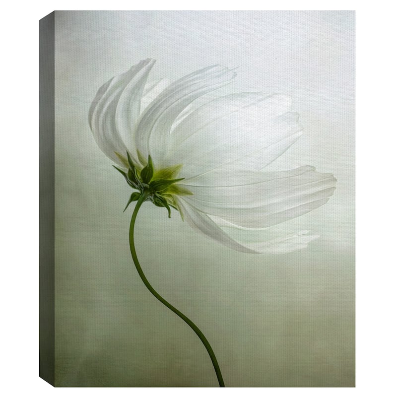 Cosmos Charisma by Mandy Disher Canvas Art Print