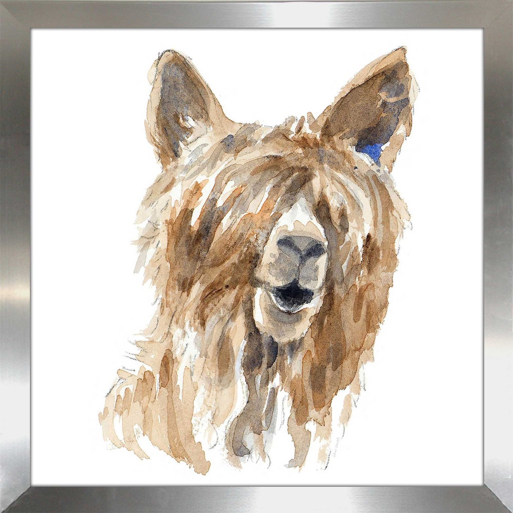 "Shaggy Llama (Square)" Print on Acrylic