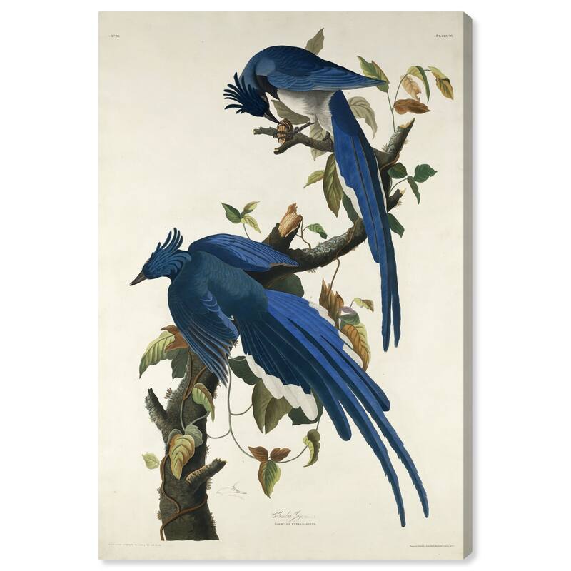 Wynwood Studio Canvas Animals Robert Havell - Columbia Jay Blue and Traditional Wall Art Canvas Print