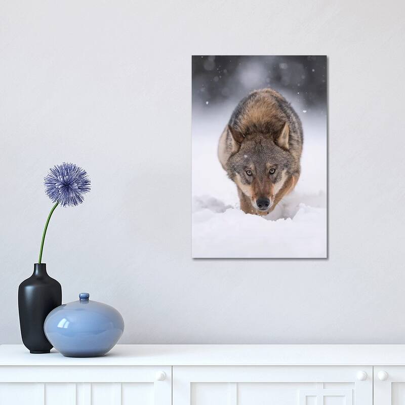 iCanvas "Wolf Hunting In The Snow" by Dick van Duijn Canvas Print - 18x12x1.5