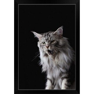 Shop Maine Coon Cat Black Framed Print Overstock 30201784