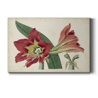 Amaryllis Splendor I Premium Gallery Wrapped Canvas - Ready to Hang