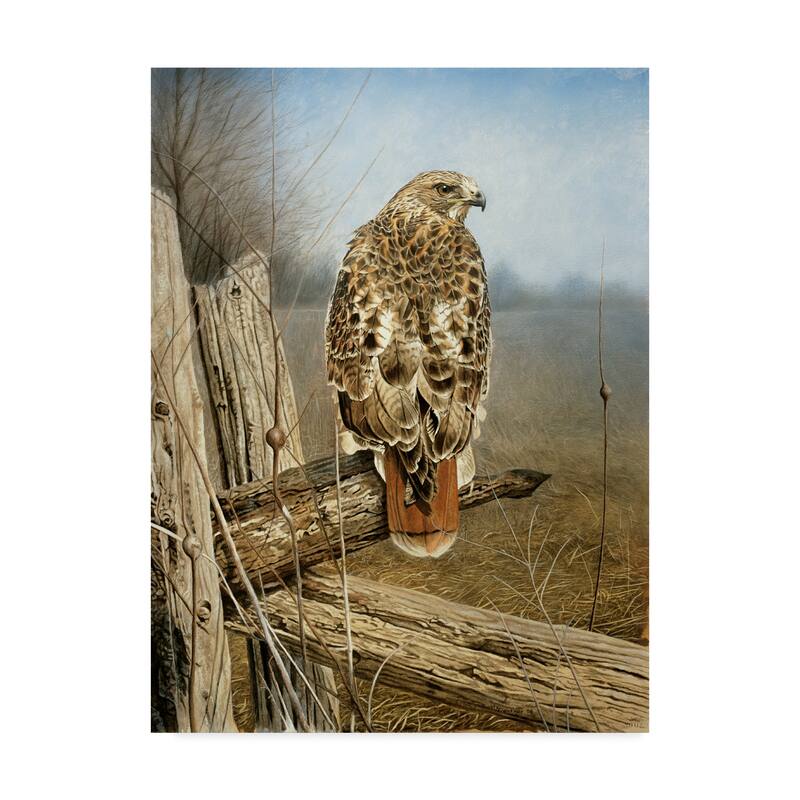 Rusty Frentner 'Red Tailed Hawk' Canvas Art
