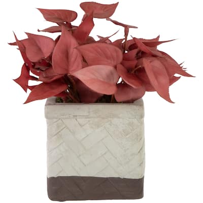 Brick Red Artificial Peperomia Plant In Square Lattice Designed Pot 7 "