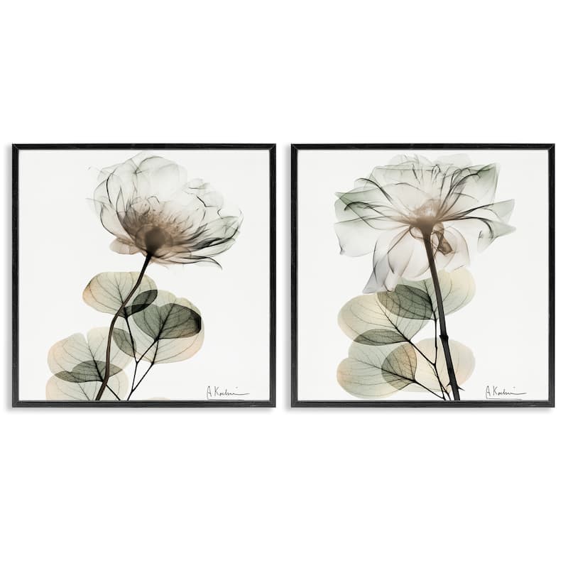 Stupell Cream Transparent Floral Framed Giclee Art Design By Albert Koetsier (Set of 2) - 17 x 17 - Black
