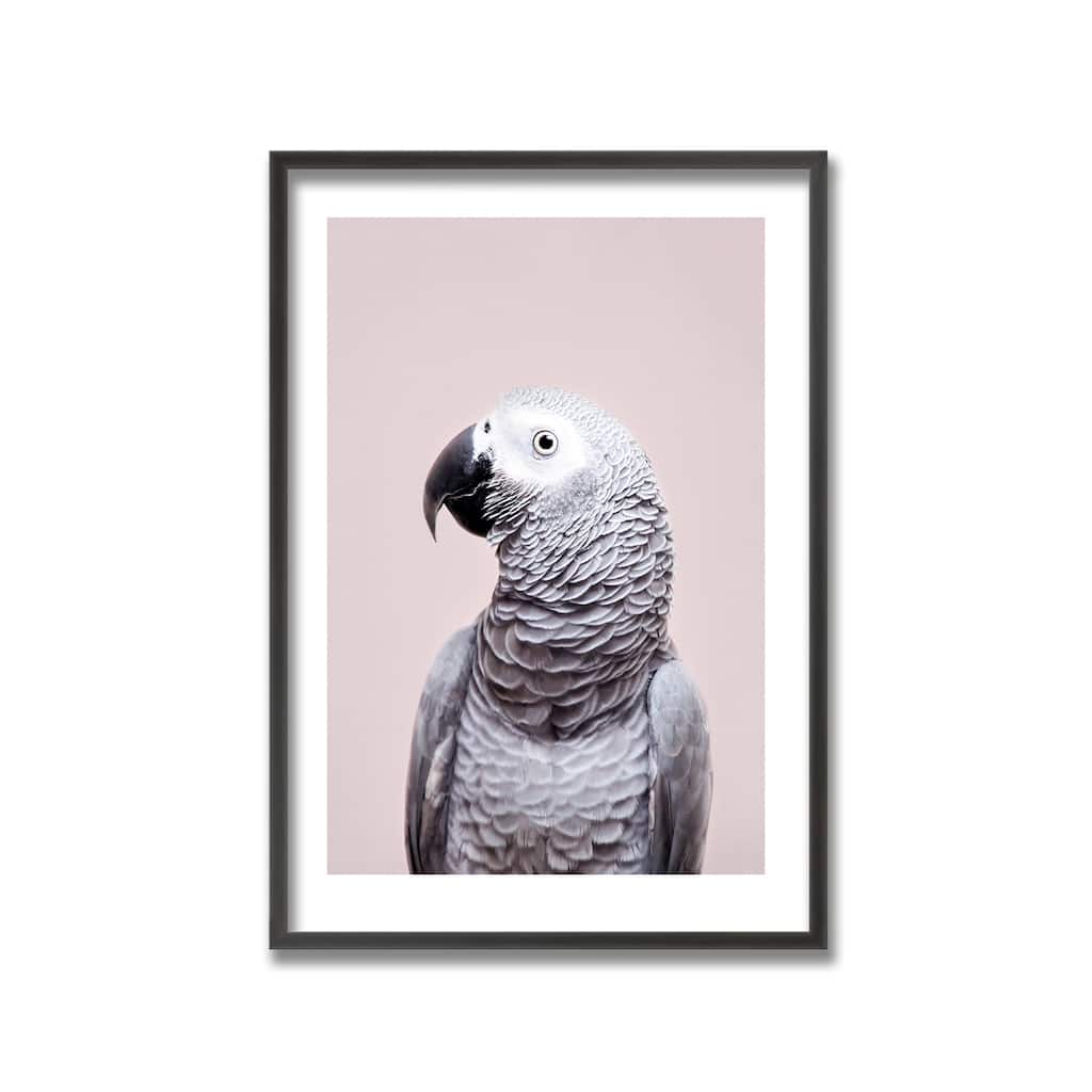 "African Grey" Framed Print Wall Art by Kathrin Pienaar