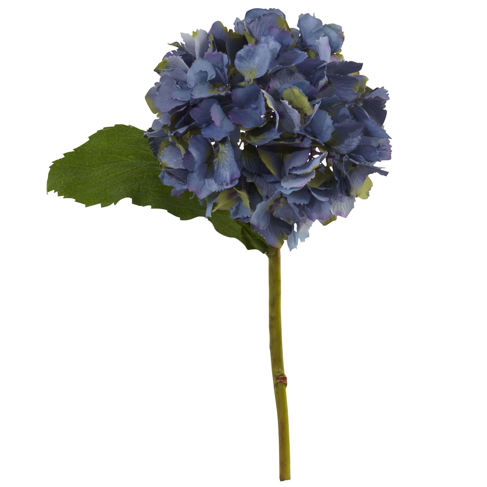 Hydrangea4937　1202 Lowe's Multicolor Bloomstruck Reblooming Hydrangea Flowering