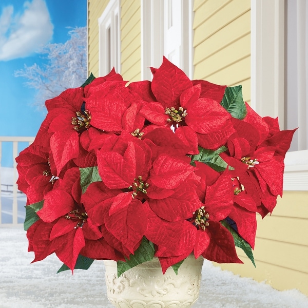 Poinsettias for deals sale