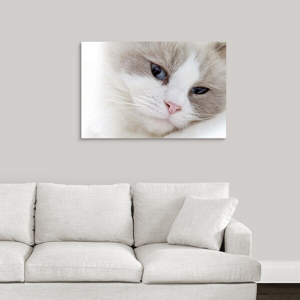 ragdoll art
