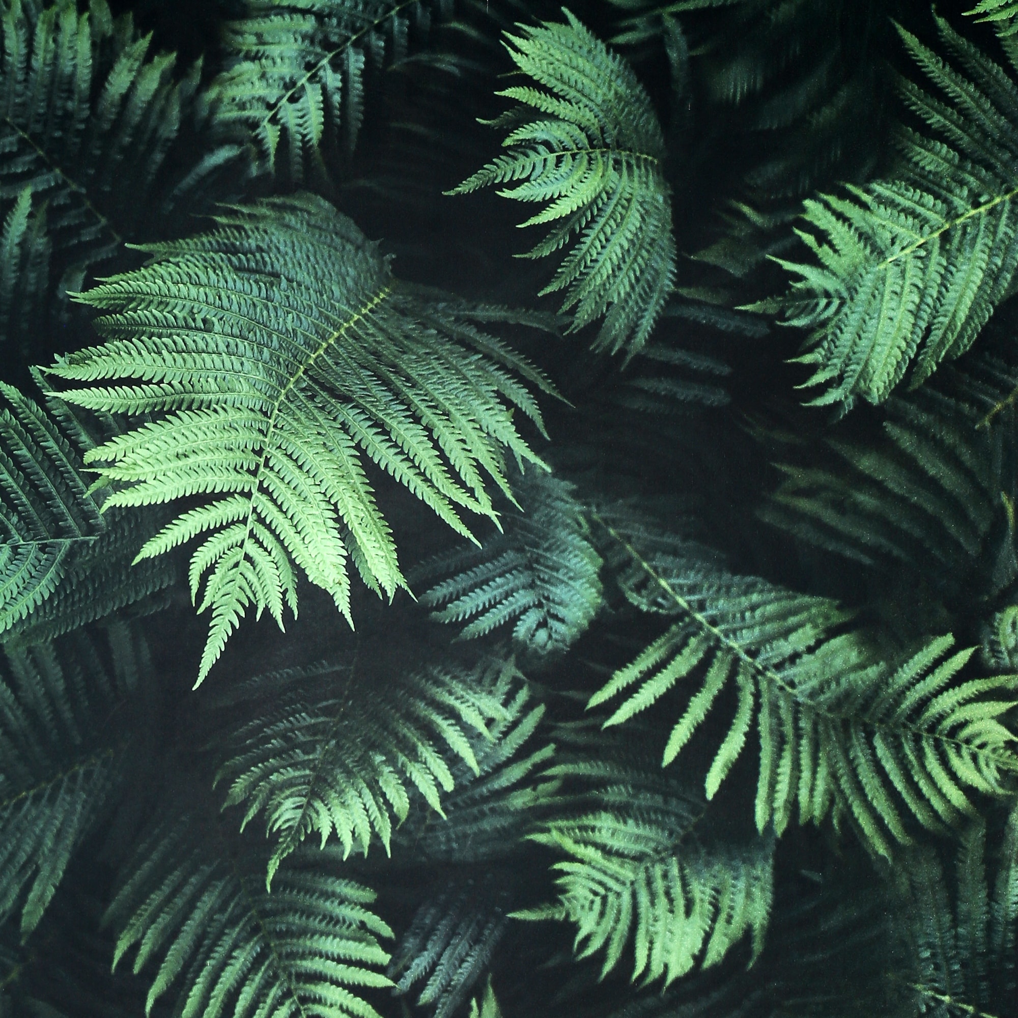 Arthouse Winona Green Ferns Wallpaper