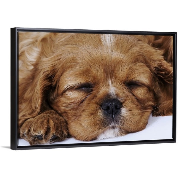 Shop Cavalier King Charles Spaniel Puppy Sleeping Close Up Black Float Frame Canvas Art Overstock 25495578