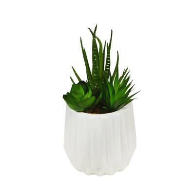 6" Succulent with White Container