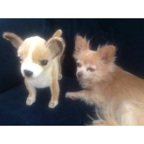hansa chihuahua
