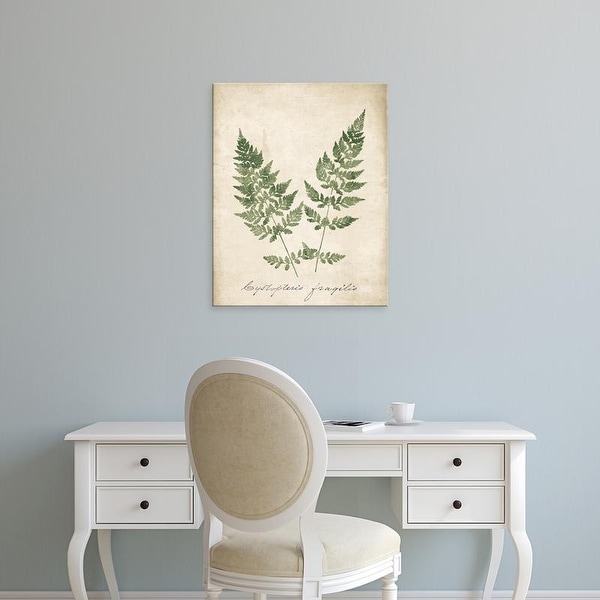 Easy Art Prints Wild Apple's 'Vintage Ferns VII no Border' Premium Canvas Art