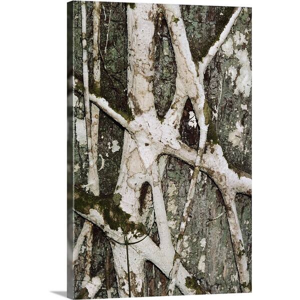 Shop Black Friday Deals On Texture And Pattern Of Strangler Fig Roots On Tree Trunk Canvas Wall Art Overstock 16479303