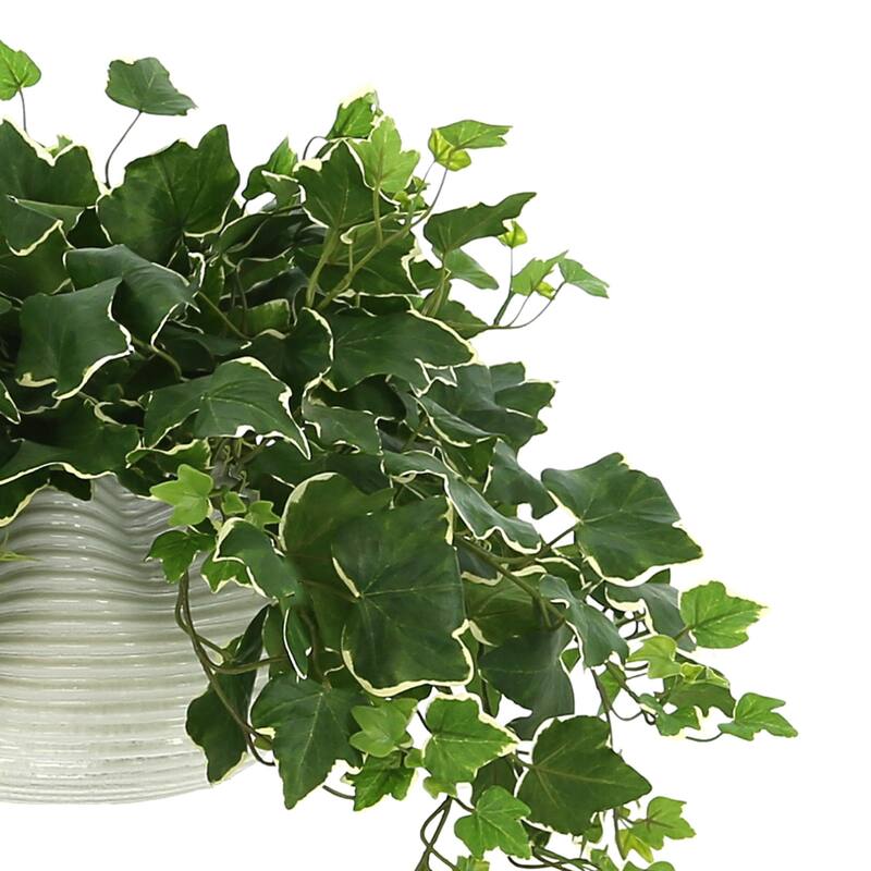 Ivy Plant in a Glass Vase - Green