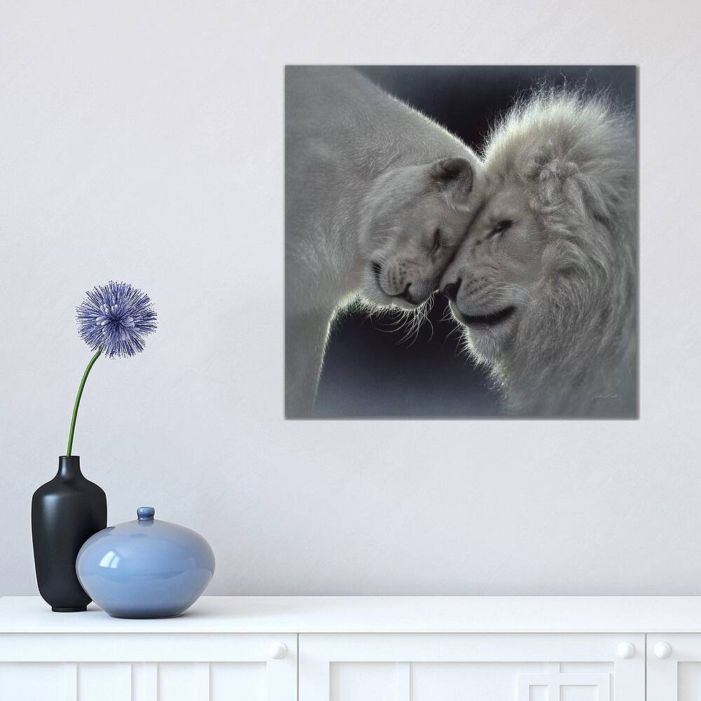 iCanvas "White Lion Love, Square" by Collin Bogle Canvas Print
