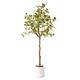 Option Eucalyptus Tree (Matte White Pot)