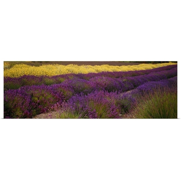 "Lavender and Yellow Flower fields, Sequim, Washington" Poster Print