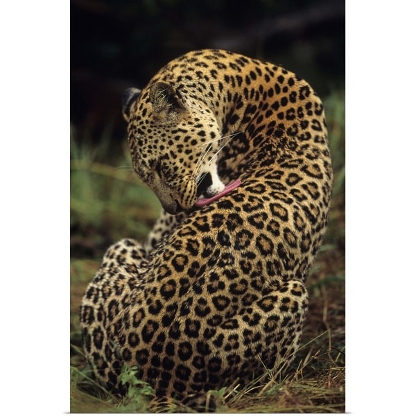"Leopard (Panthera pardus) grooming back, sitting on savannah, Kenya" Poster Print