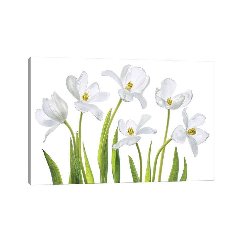 iCanvas "White Tulips" by Mandy Disher Canvas Print