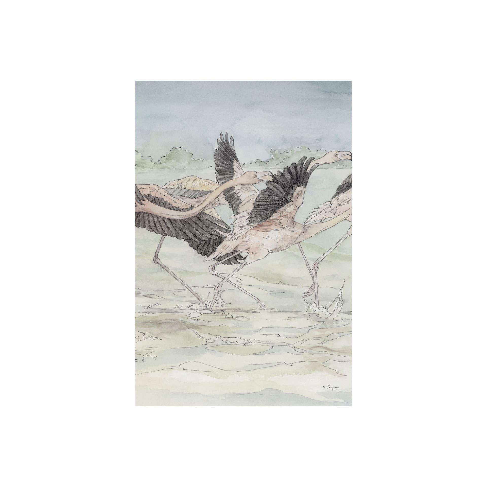 Flamingo II (20 x 30) Canvas Art Print