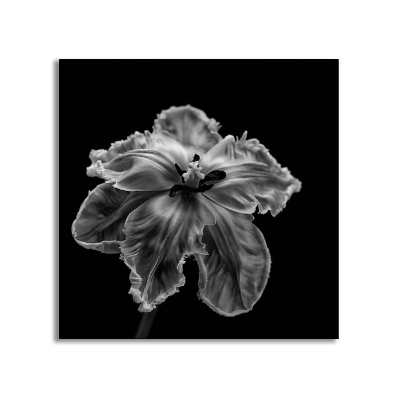"Parrot Tulip" Framed Print Wall Art by Lotte Gronkjar