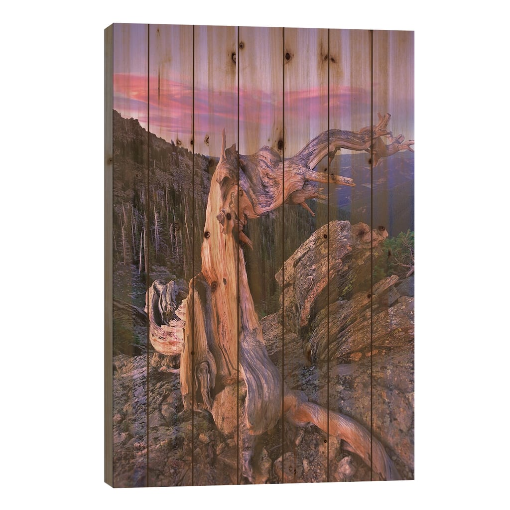 Rocky Mountains Bristlecone Pine Tree Overlooking Forest, Rocky Mountain National Park, Colorado Print On Wood by Tim Fitzharris