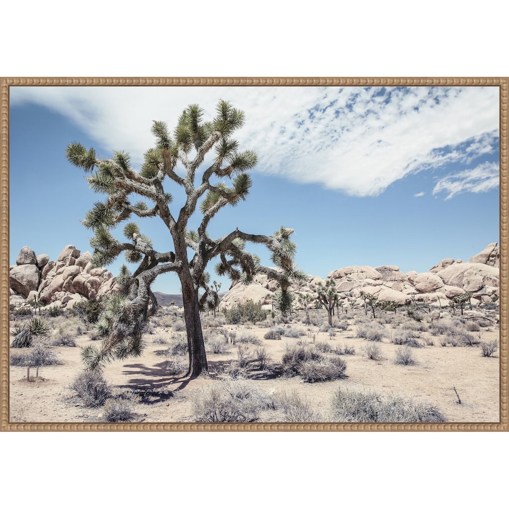 Yucca by Shot by Clint Framed Canvas Wall Art Print