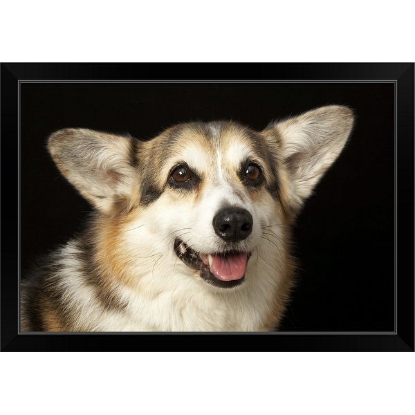 Homegoods corgi store blanket
