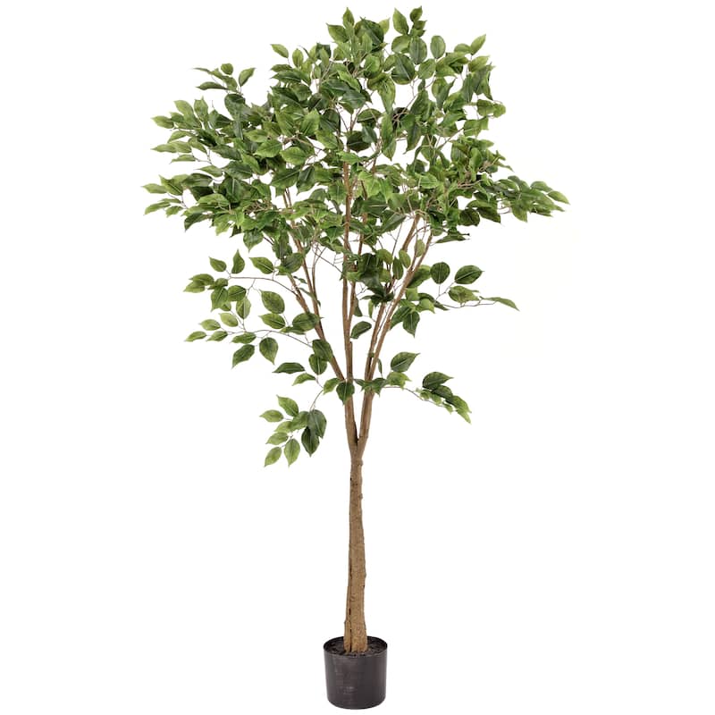 Potted Uv Treated Ficus Tree 5'