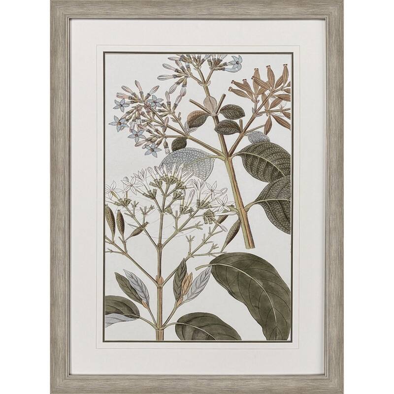 Paragon Flowering Botanical II Framed Art