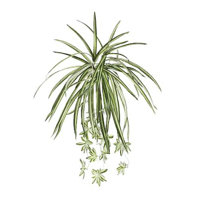 Set of 2 Artificial Spider Plant Leaf Hanging Greenery Foliage Bush 25in - 25" L x 12" W x 2.5" DP - 25" L x 12" W x 2.5" DP