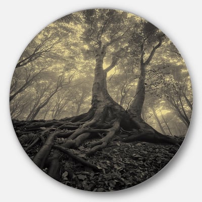 Designart 'Tree with Big Roots on Halloween' Landscape Photo Disc Metal Artwork