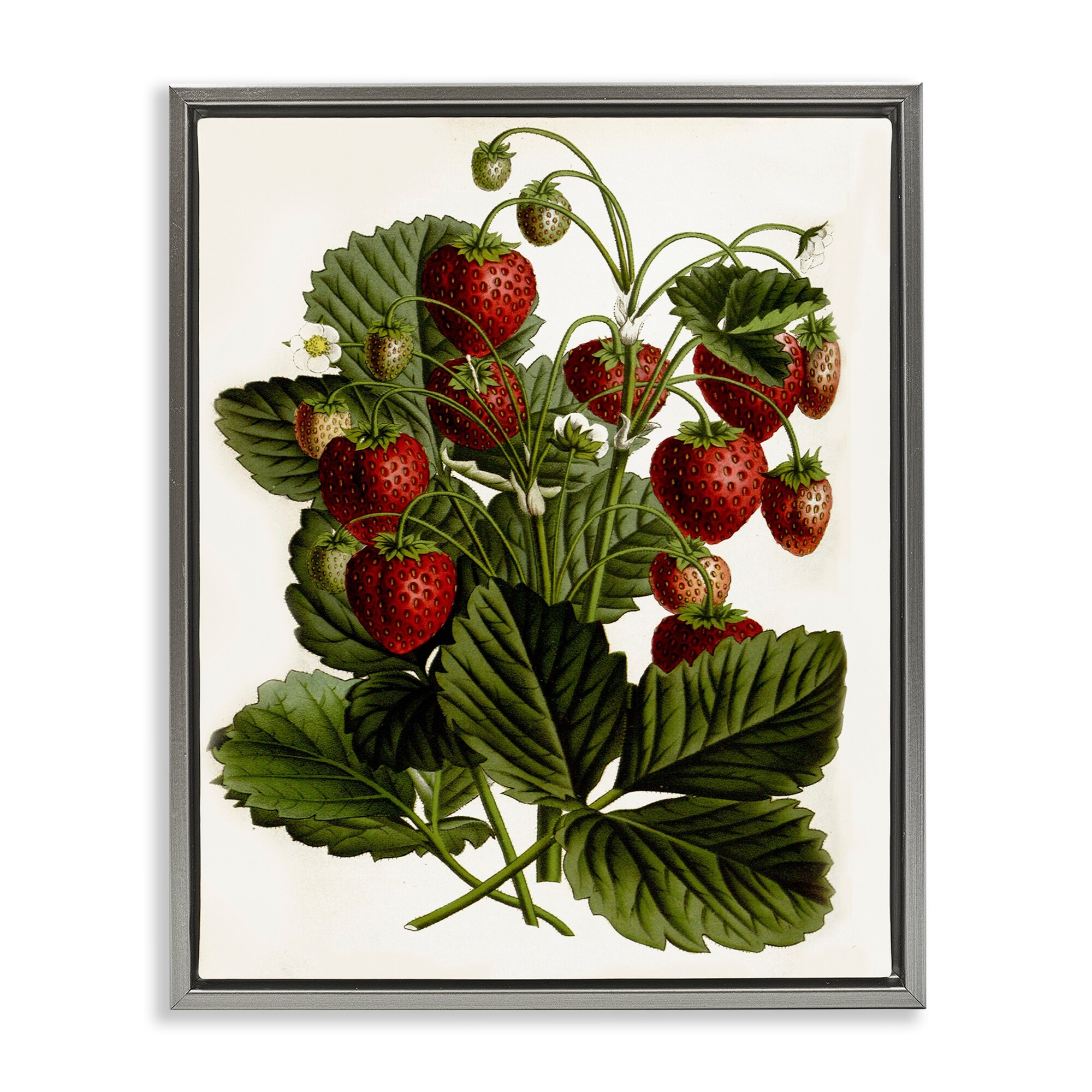 Stupell Strawberry Plant Study Framed Floater Canvas Wall Art Design By Lettered and Lined