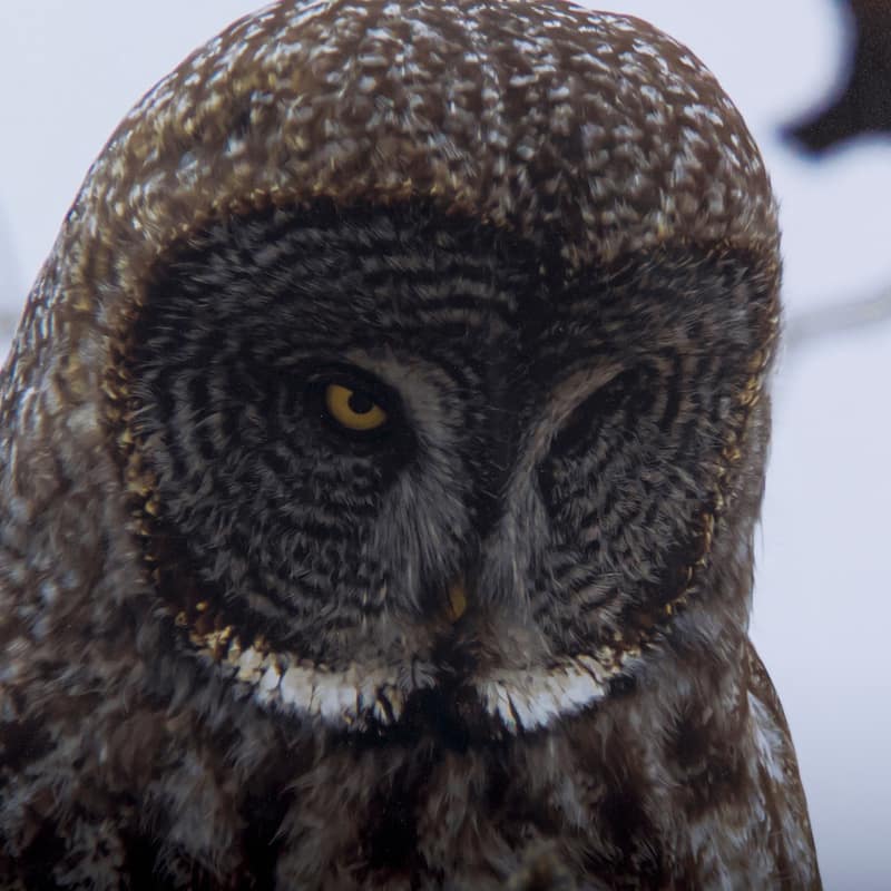 Grey Owl Framed Art Print