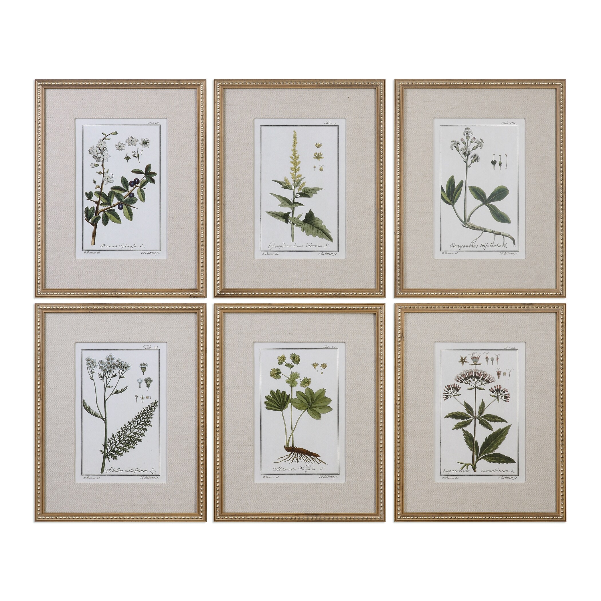Shop Uttermost Green Floral Botanical Study Prints Set Of 6