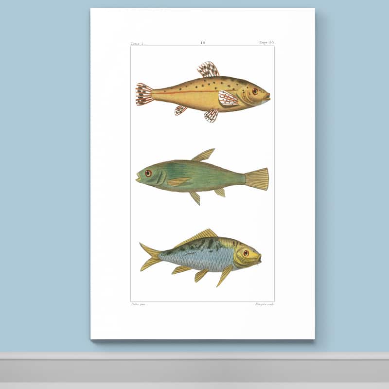 Freshwater Fish IV -Premium Gallery Wrapped Canvas - Bed Bath & Beyond ...