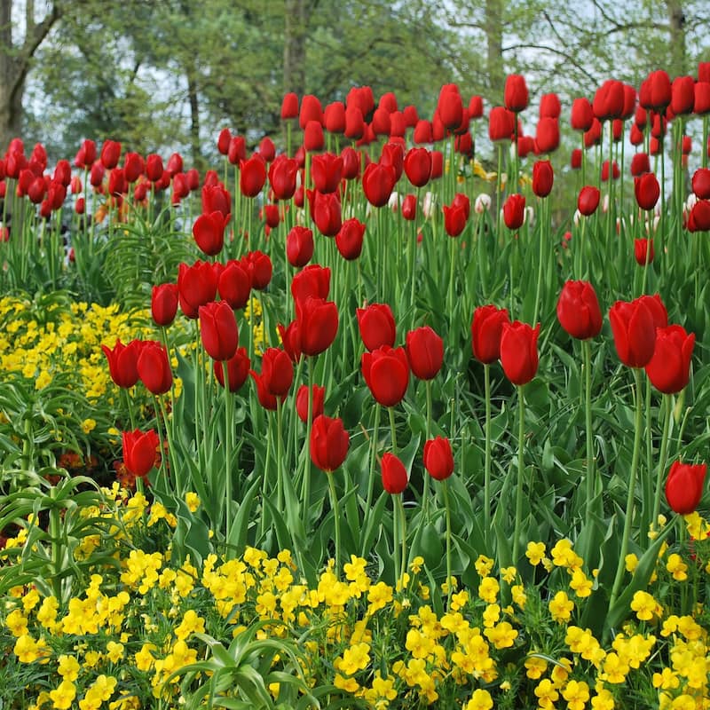 Scarlet Sky High Tulips - Giant Red Flowers - 10 or 20 Bulbs - Attracts Butterflies, Bees & Hummingbirds
