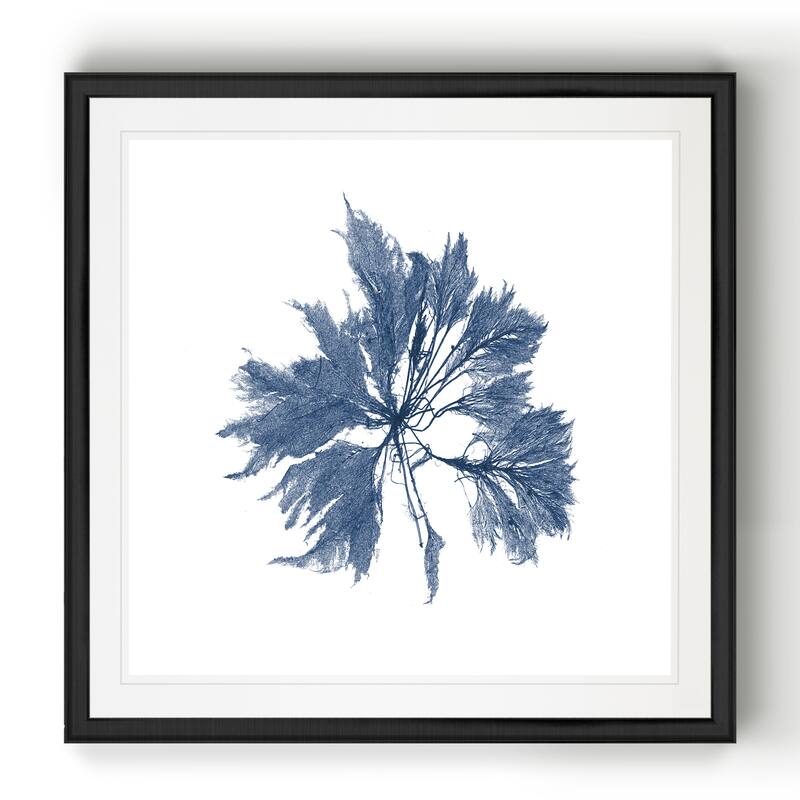 Navy Seaweed I -Black Framed Print - 18 X 18 Black