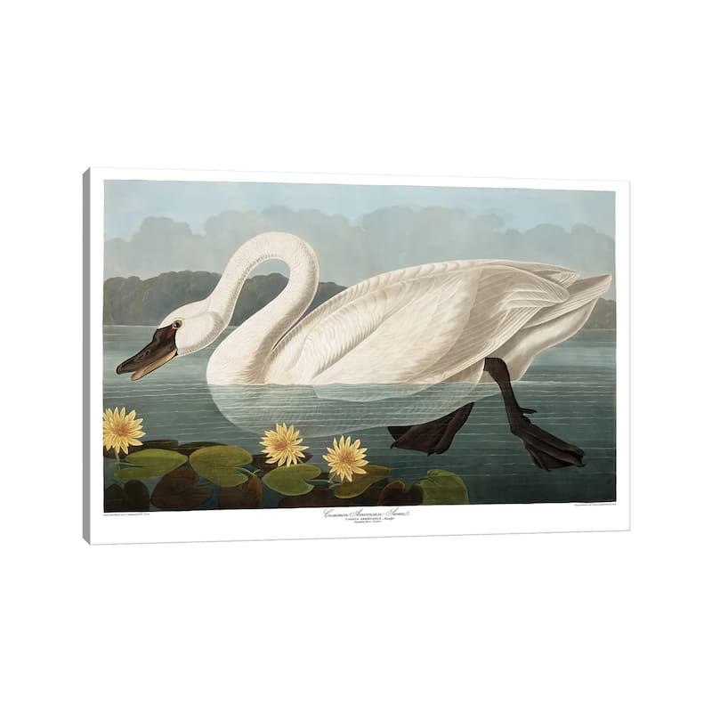 iCanvas "Common American Swan" by John James Audubon Canvas Print