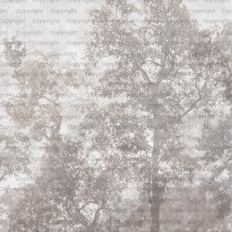 Ethereal Forest Mist Wallpaper Mural - Beige - W:225" x H:118"