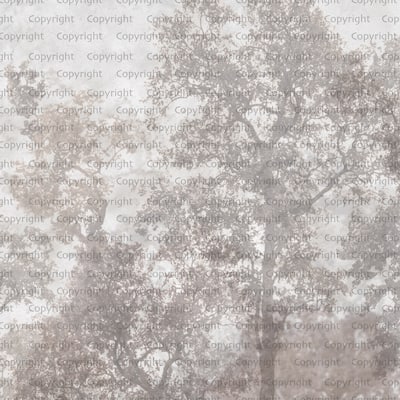 Ethereal Forest Mist Wallpaper Mural
