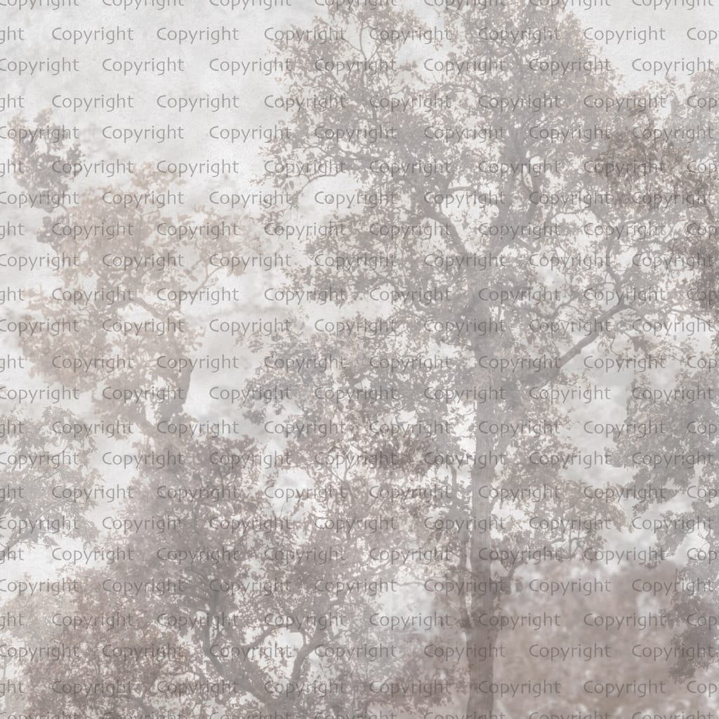 Ethereal Forest Mist Wallpaper Mural