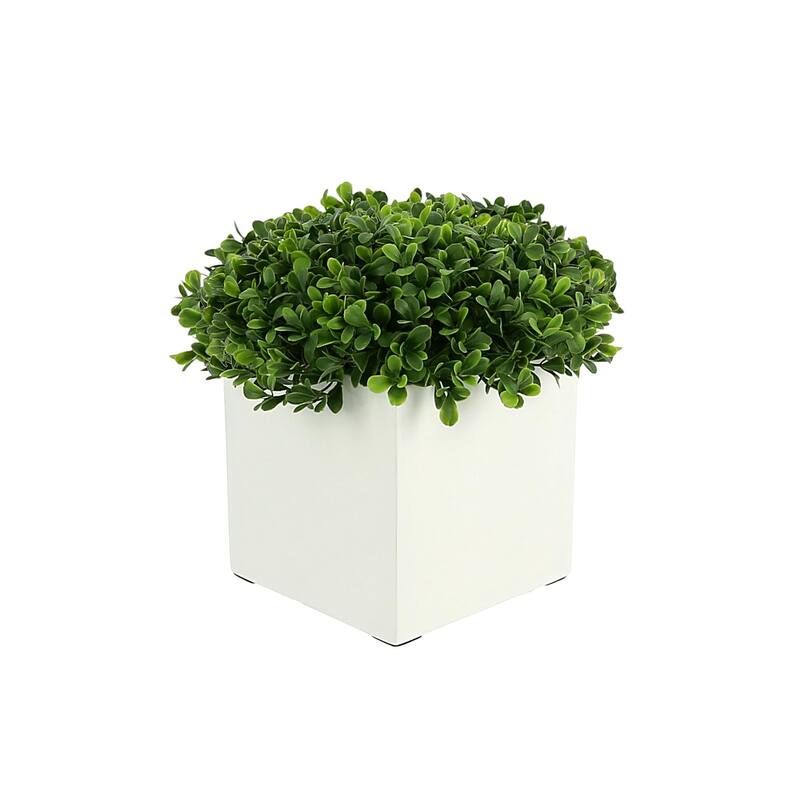 UV Rated Outdoor Boxwood in a Square Fiberstone Pot - White