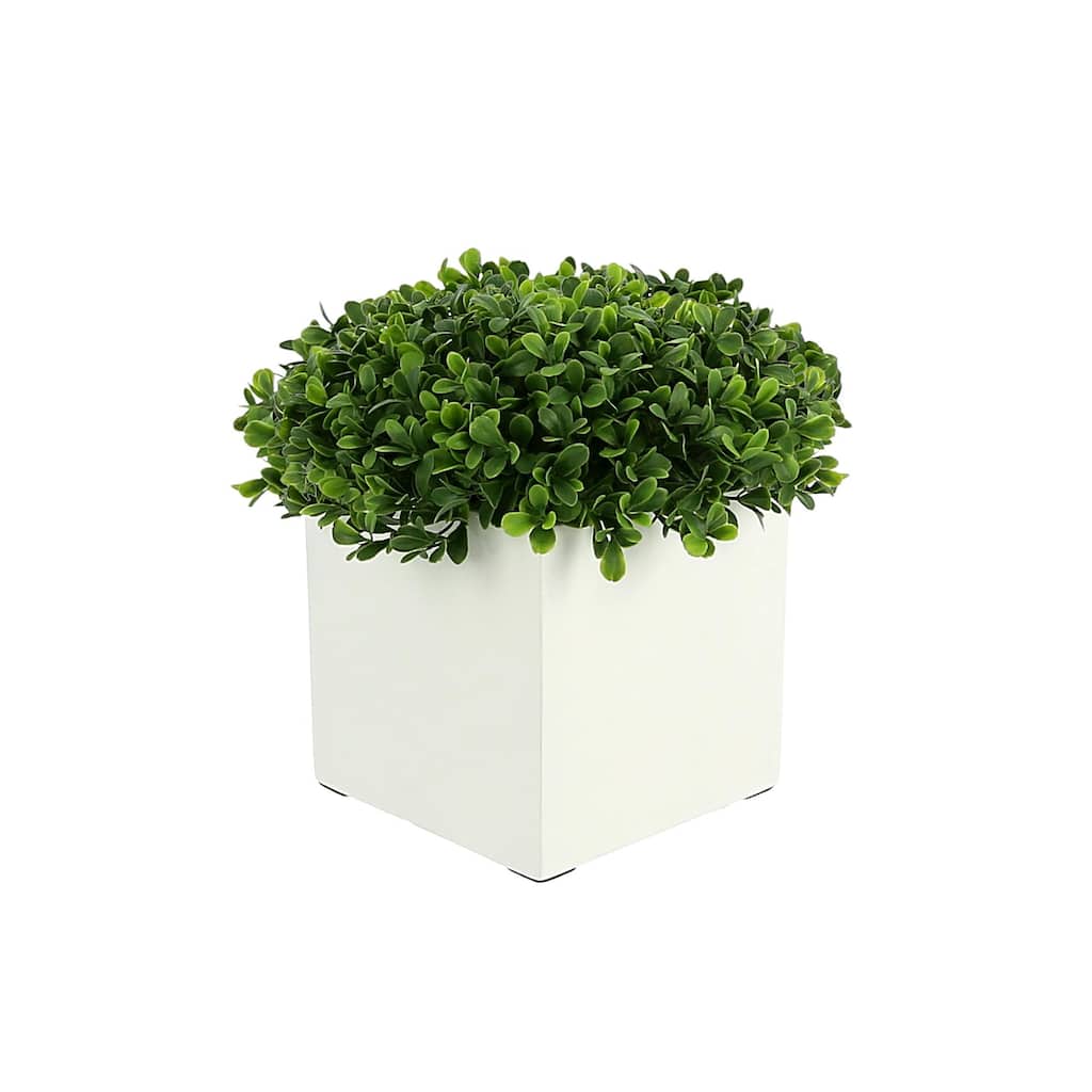 UV Rated Outdoor Boxwood in a Square Fiberstone Pot - White