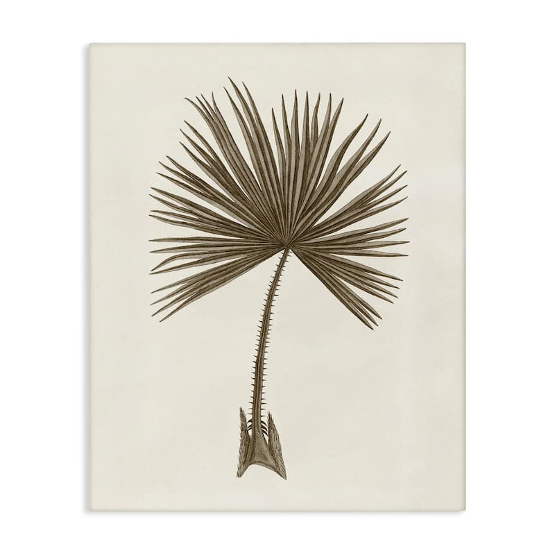 Stupell Vintage Study of Palm Leaf Canvas Wall Art Design By Phillipa Katz - 16 x 20