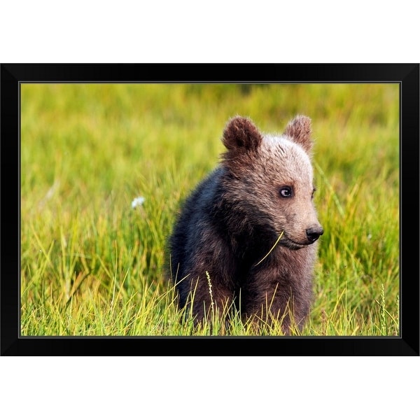 "Brown bear cub, Alaska" Black Framed Print