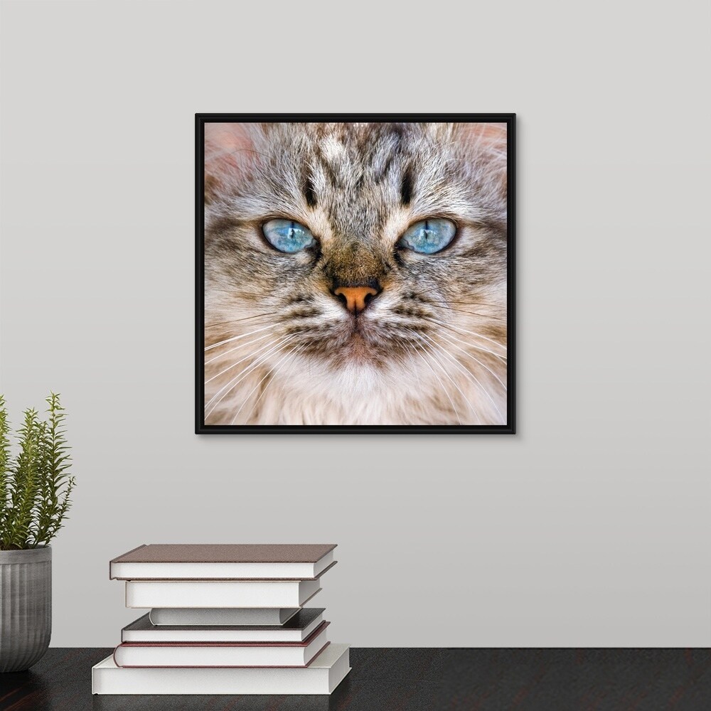 Shop Beautiful Blue Eyes Of A Longhaired Cat Black Float Frame