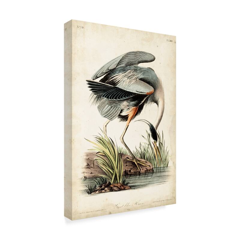 John James Audubon 'Blue Heron Portrait' Canvas Art